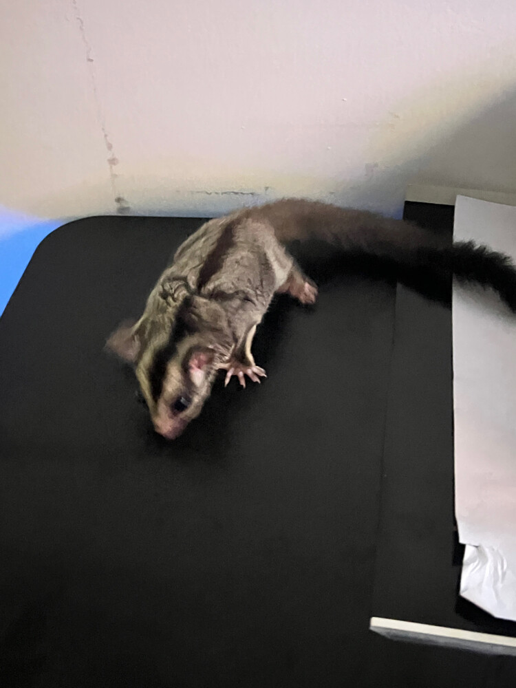 2 sugar gliders with free toys - 3