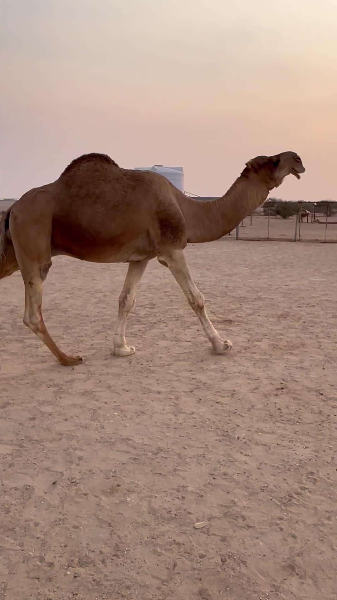 فحل - 1