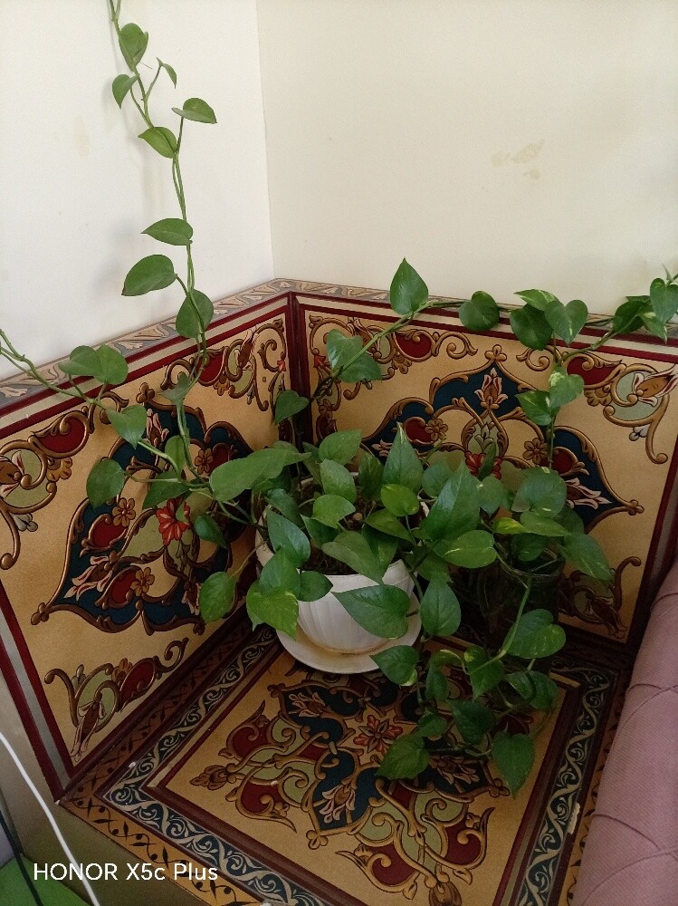 مقعدين خشب مجانا - 2