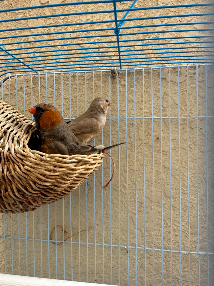 jumbo pair - 3