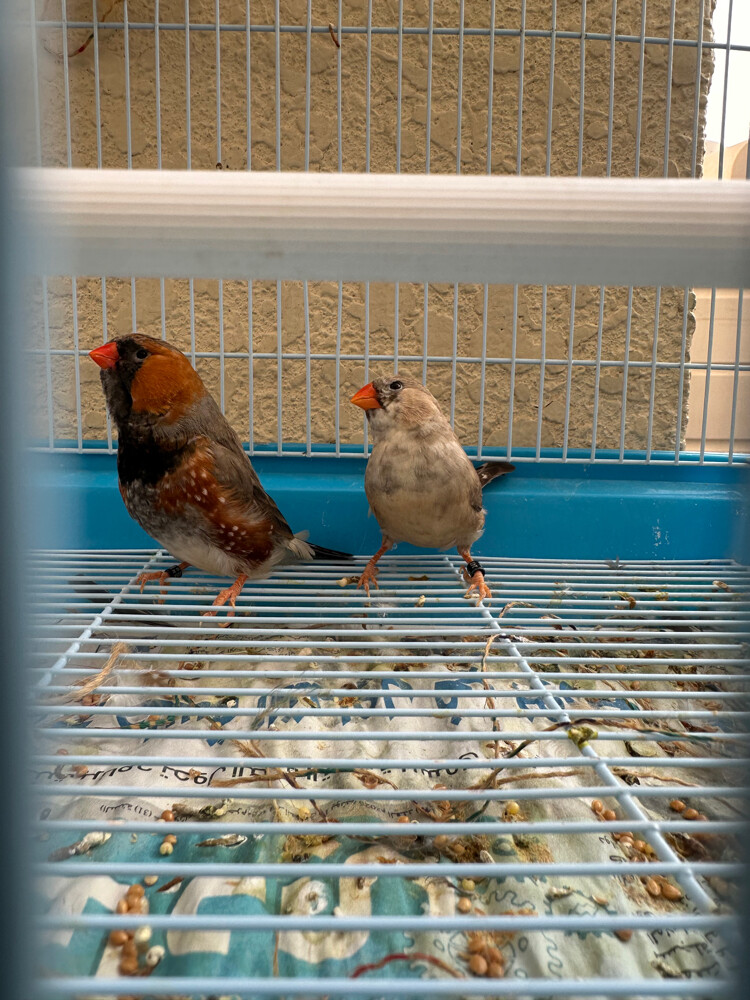 jumbo pair - 2
