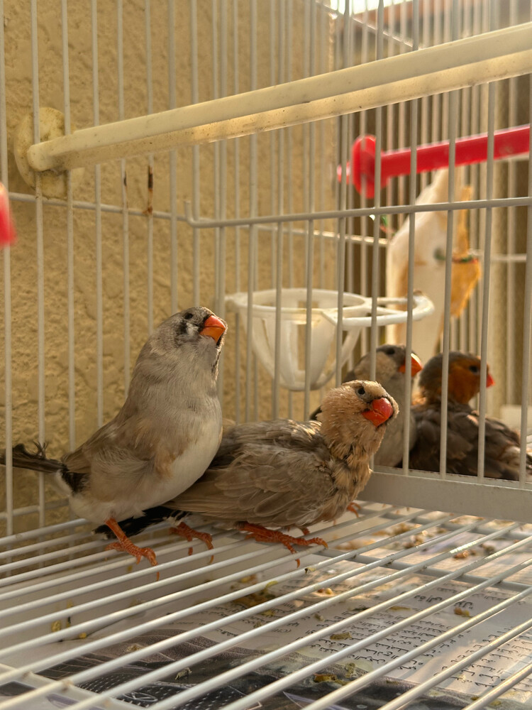 زوجين زيبرا جامبو - 1