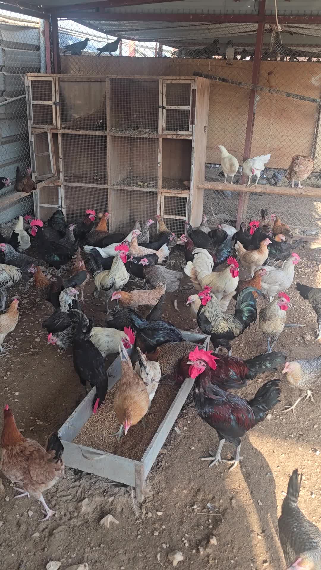 دجاج بلدي - 1