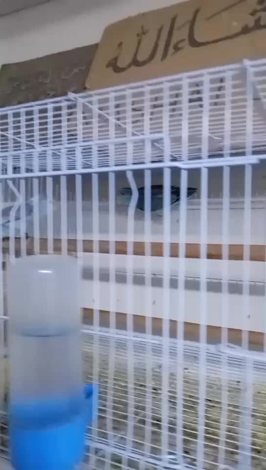 Parrotlet walnuts - 1
