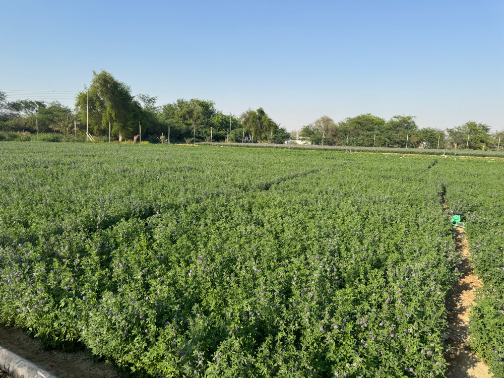 Farm for rent - 23