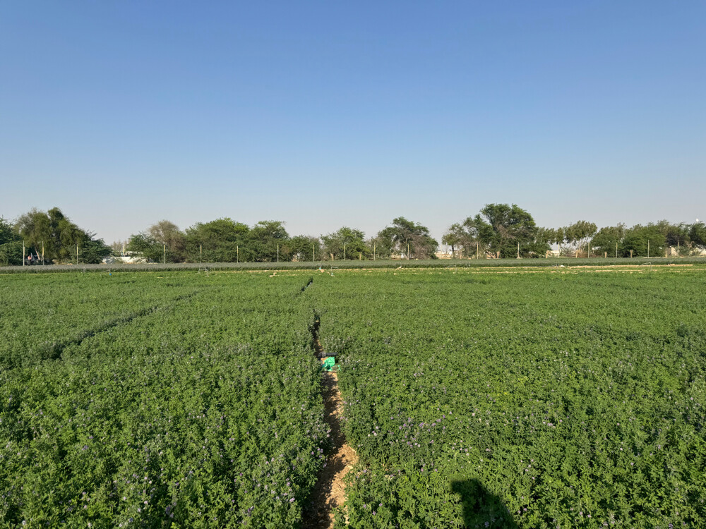 Farm for rent - 20