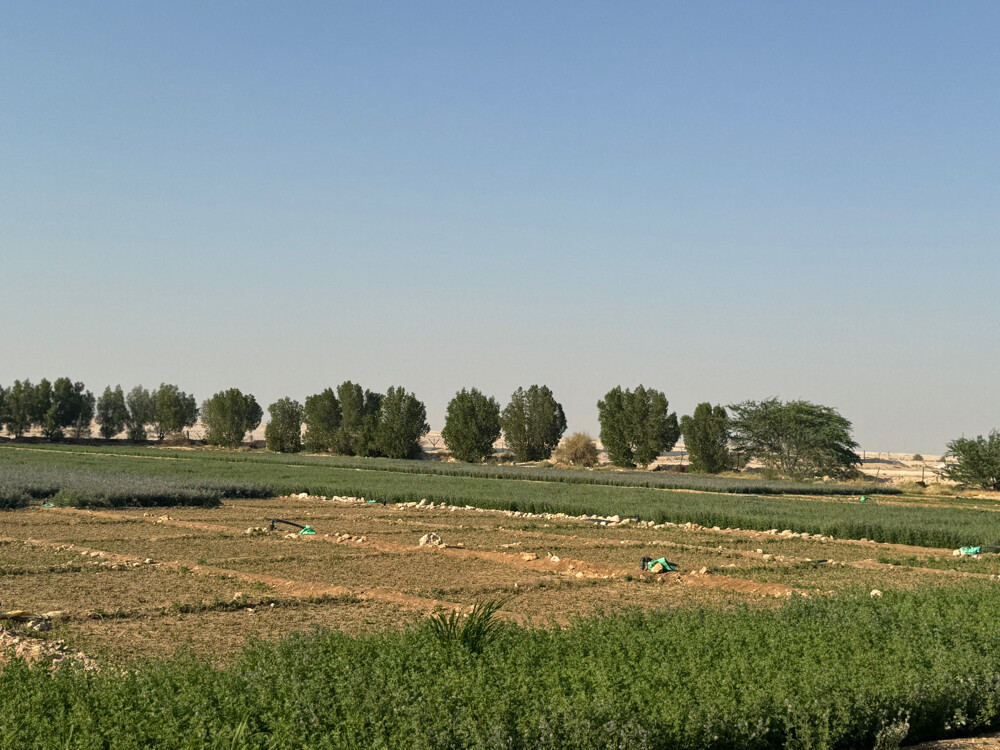 Farm for rent - 8