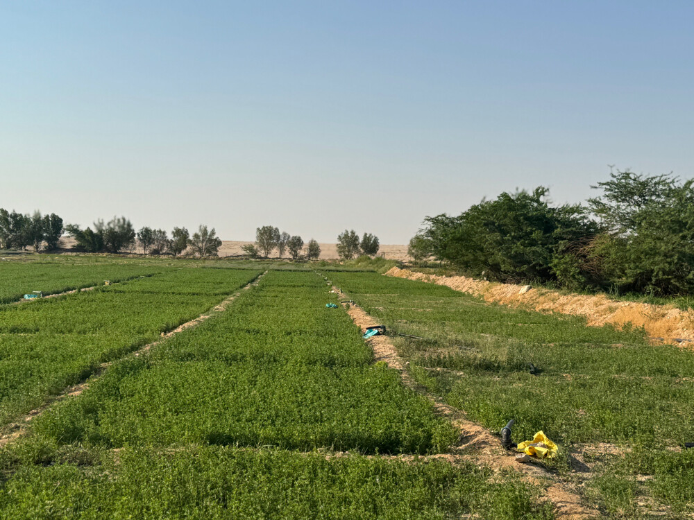 Farm for rent - 4