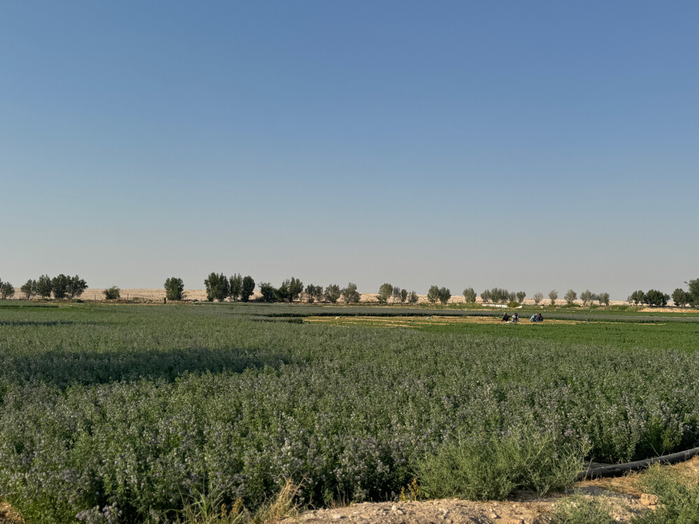 Farm for rent - 3