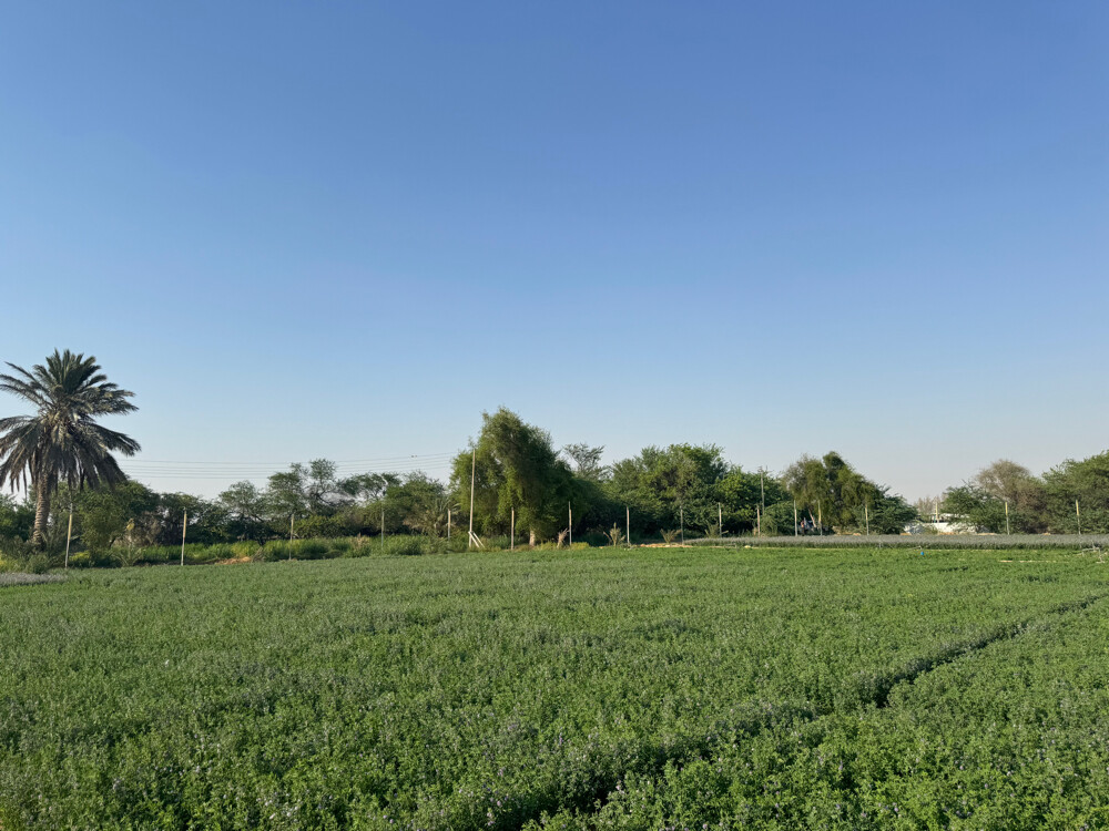 Farm for rent - 19