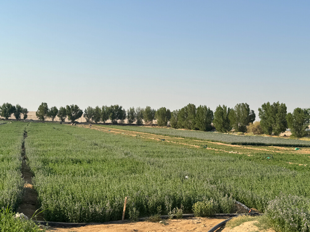 Farm for rent - 9