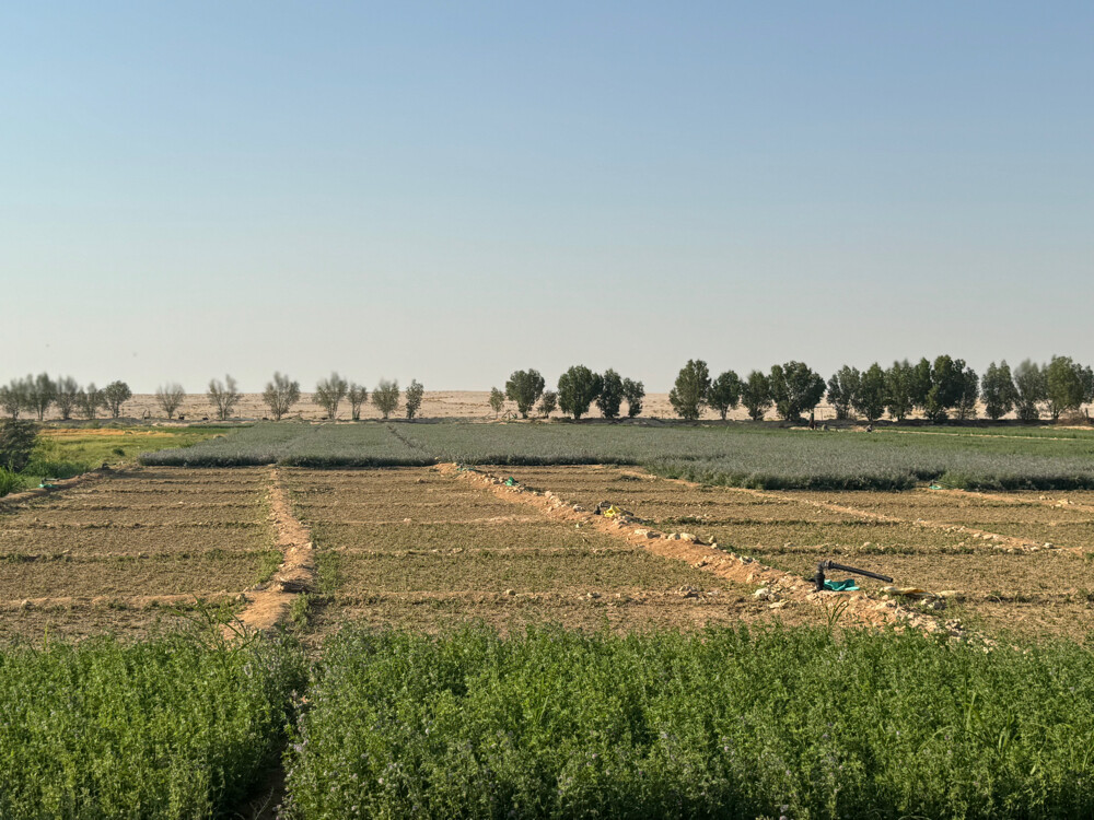 Farm for rent - 6