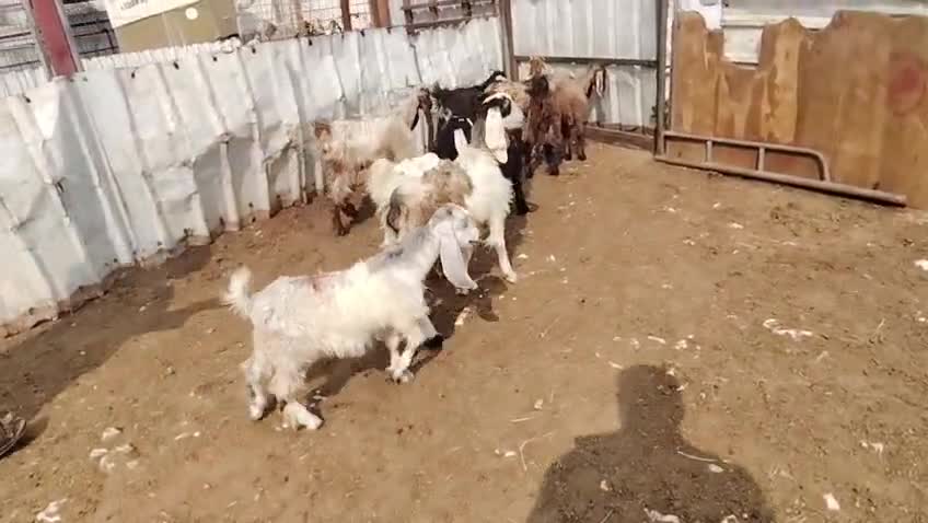 جمدات تربيه - 1
