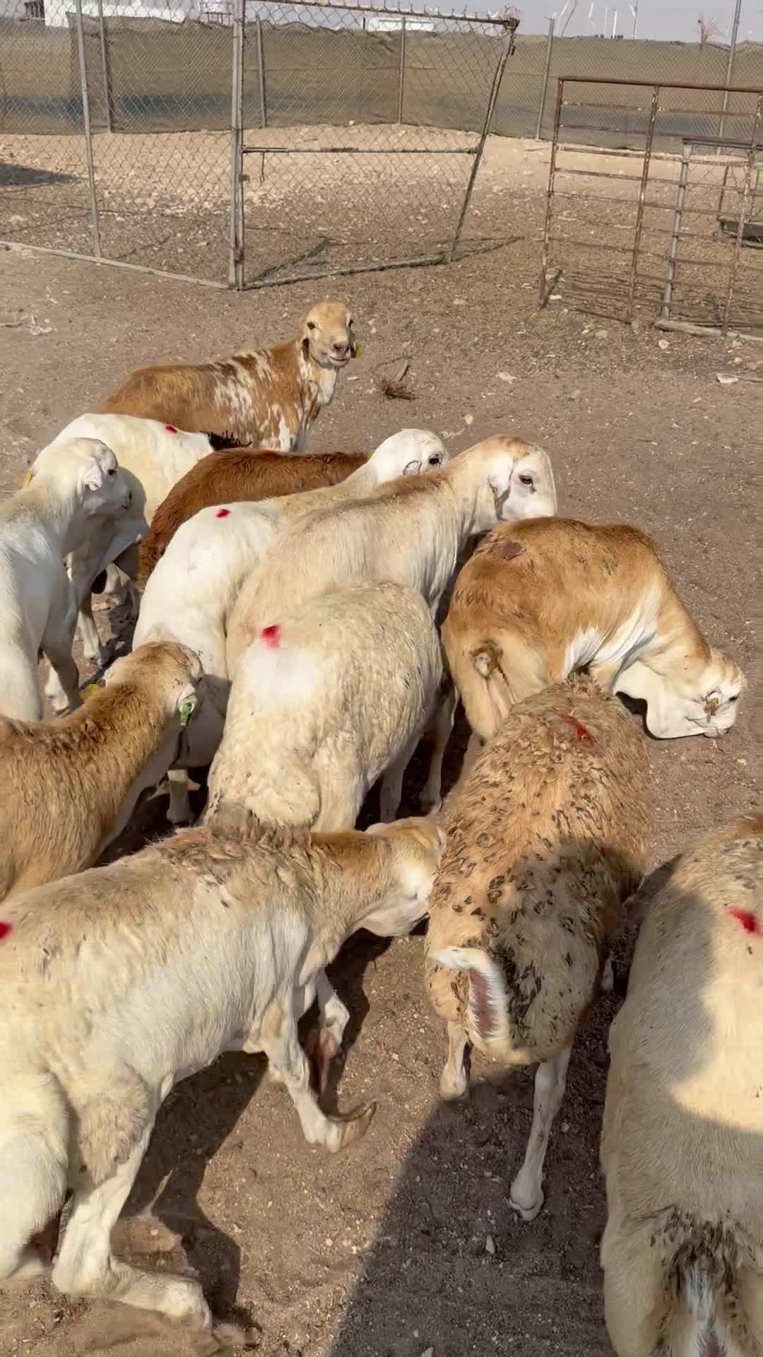 خرفان رفيديه  - 1