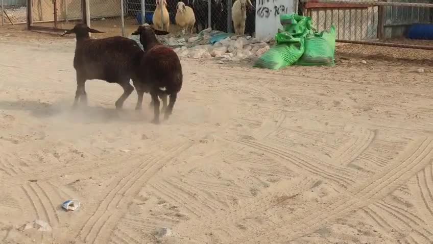 للبيع شويهات عرب طيبه دفيع واصل - 3