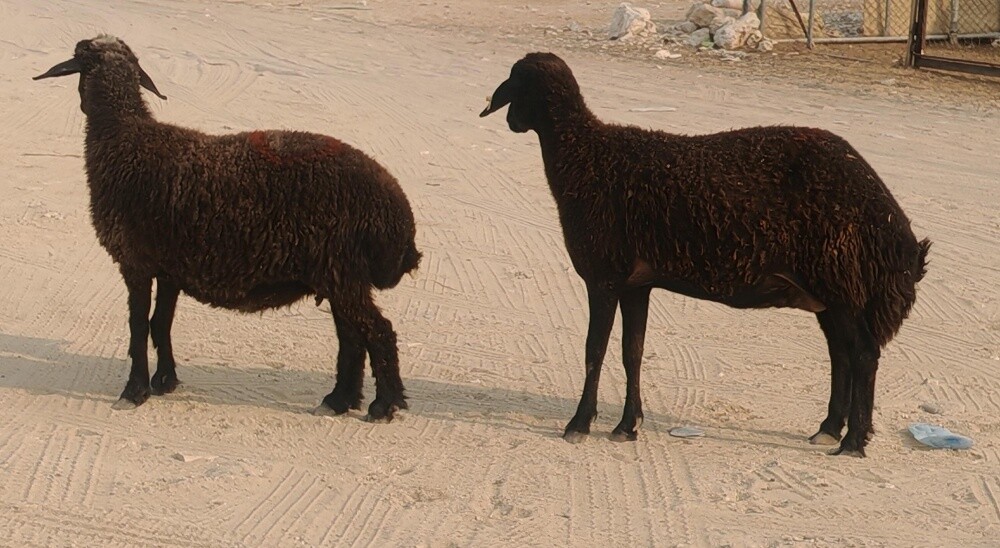 للبيع شويهات عرب طيبه دفيع واصل - 2
