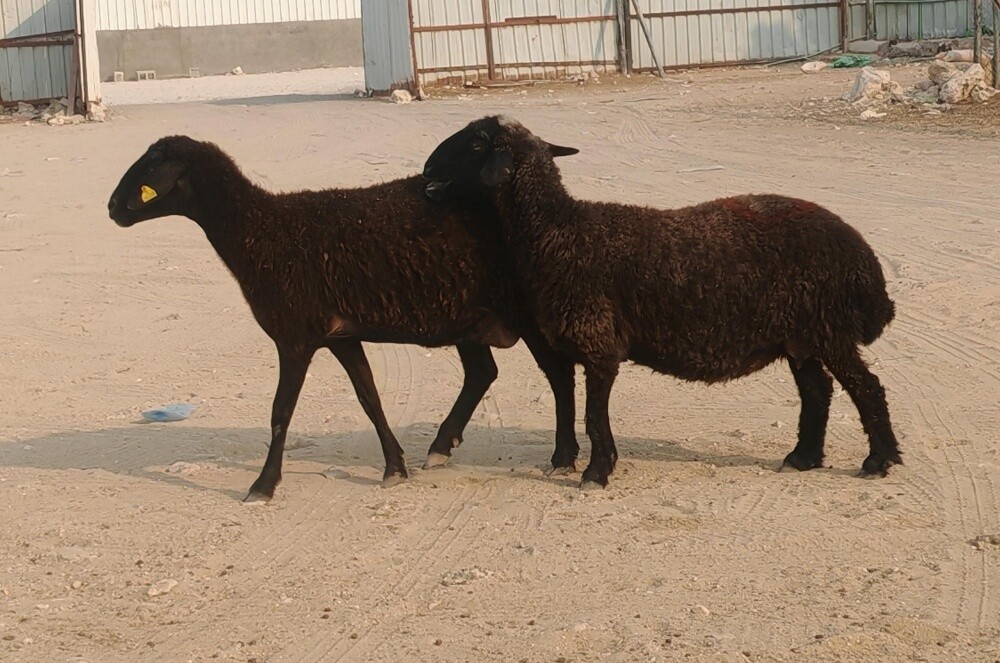 للبيع شويهات عرب طيبه دفيع واصل - 1
