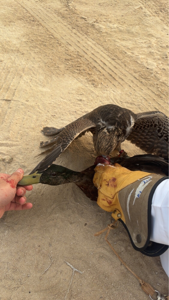 جير تبع - 1