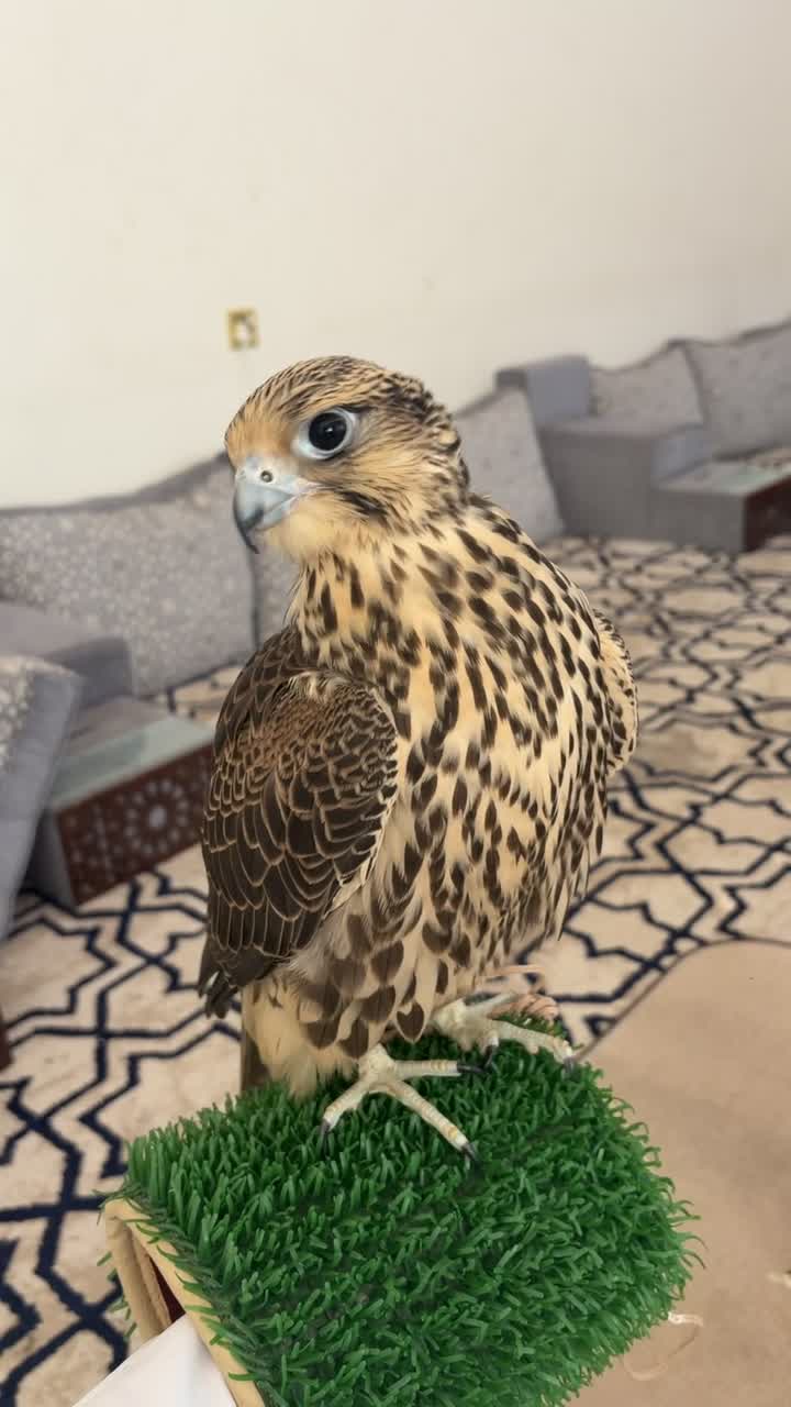 جير تبع - 3