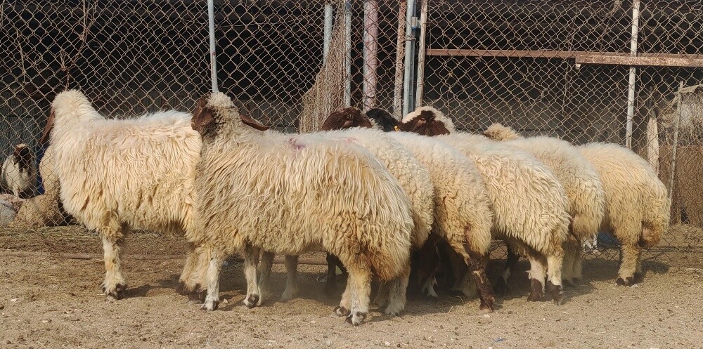 للبيع شويهات سوريه طيبه دبس مراح - 1