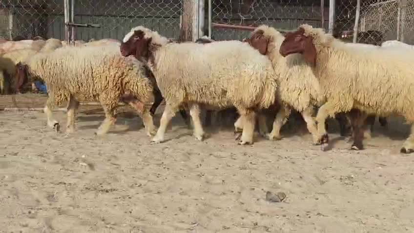 للبيع شويهات سوريه طيبه دبس مراح - 3
