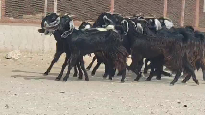 معزا باكستانيات ومشاريك فيهم جمد - 1