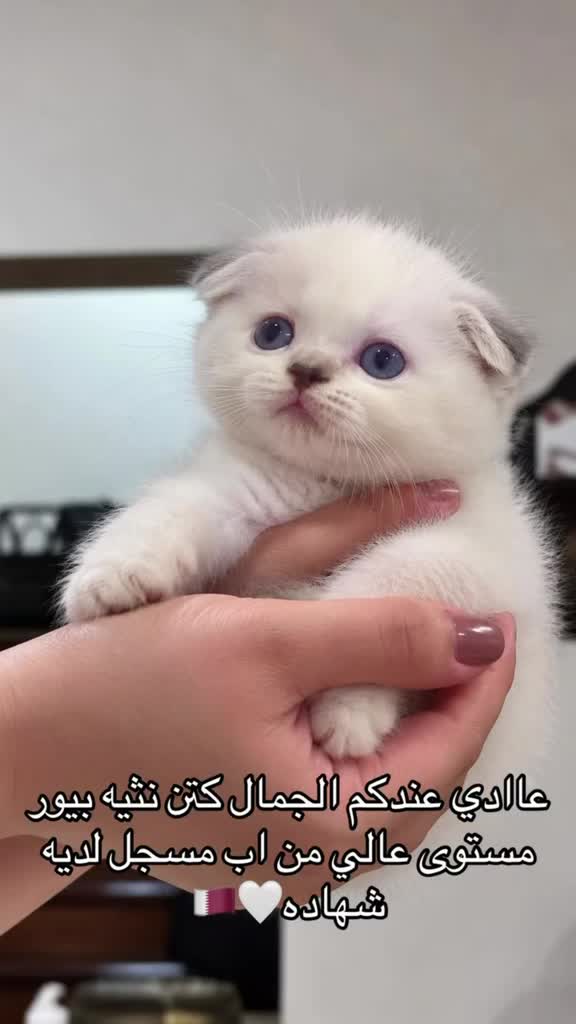 قطط - 1