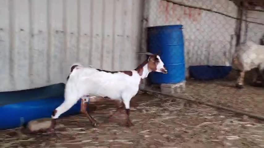 للبيع عنز عمانيه - 1