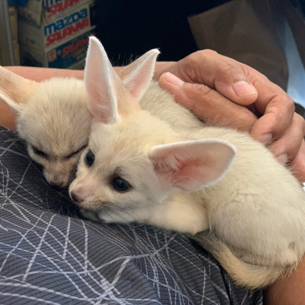 fennec fox for sale - 3