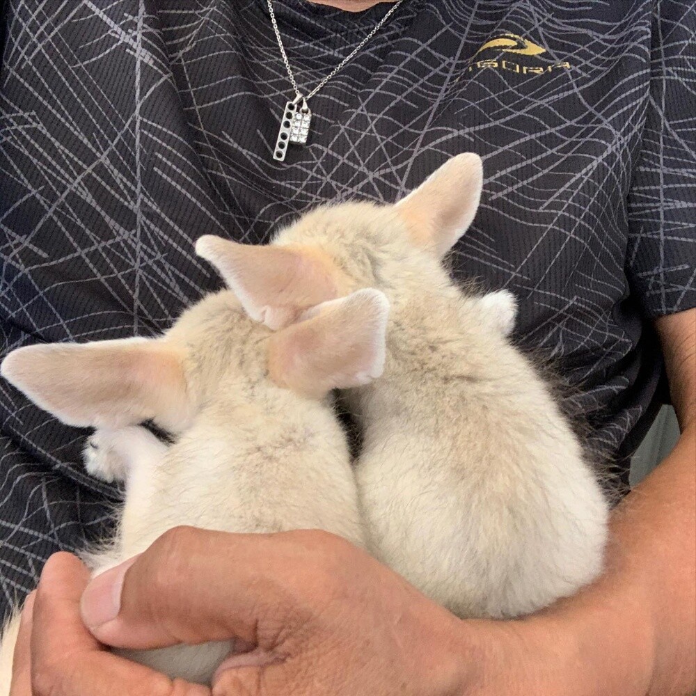 fennec fox for sale - 2