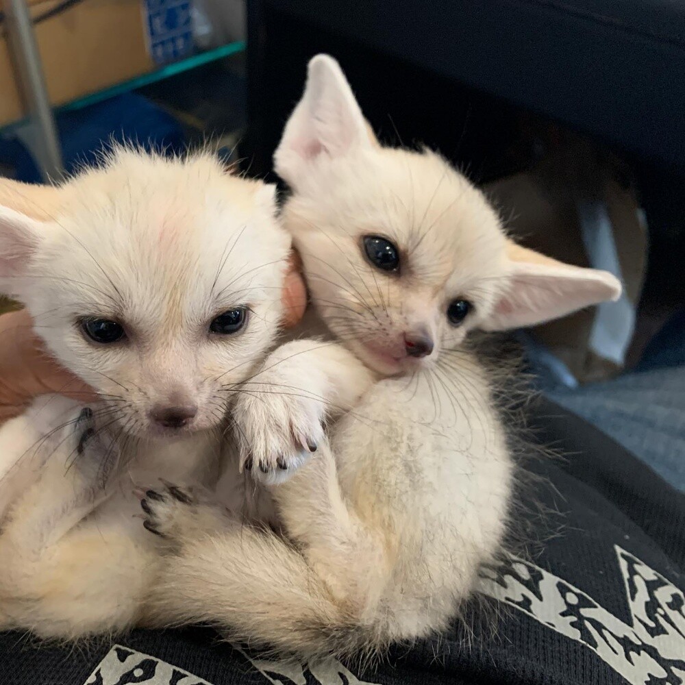 fennec fox for sale - 1