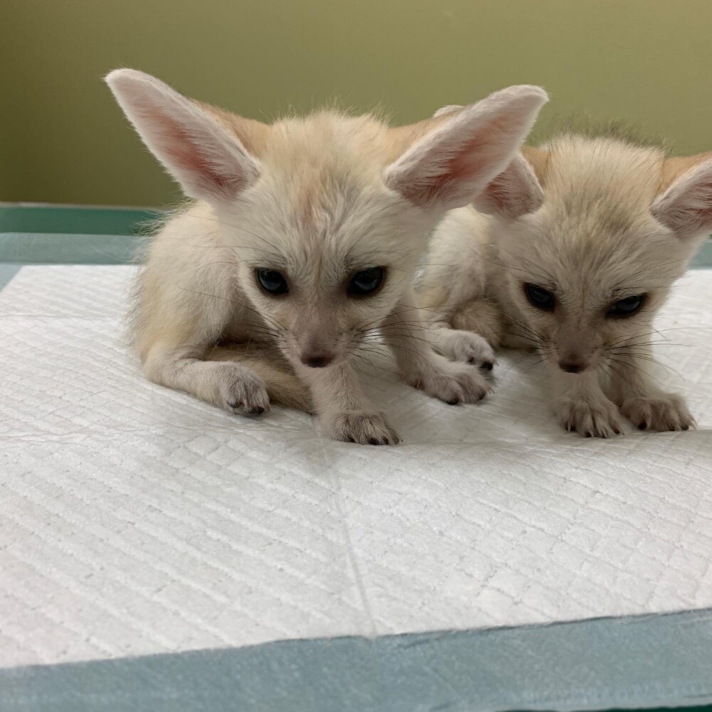 fennec fox for sale - 4