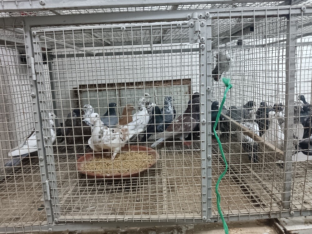 chicken baladi - 7