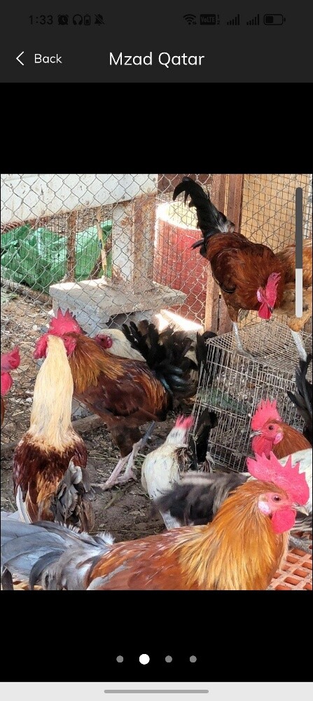 chicken baladi - 3