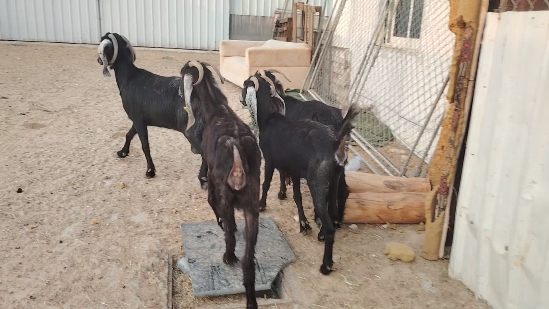 للبيع معزا - 1