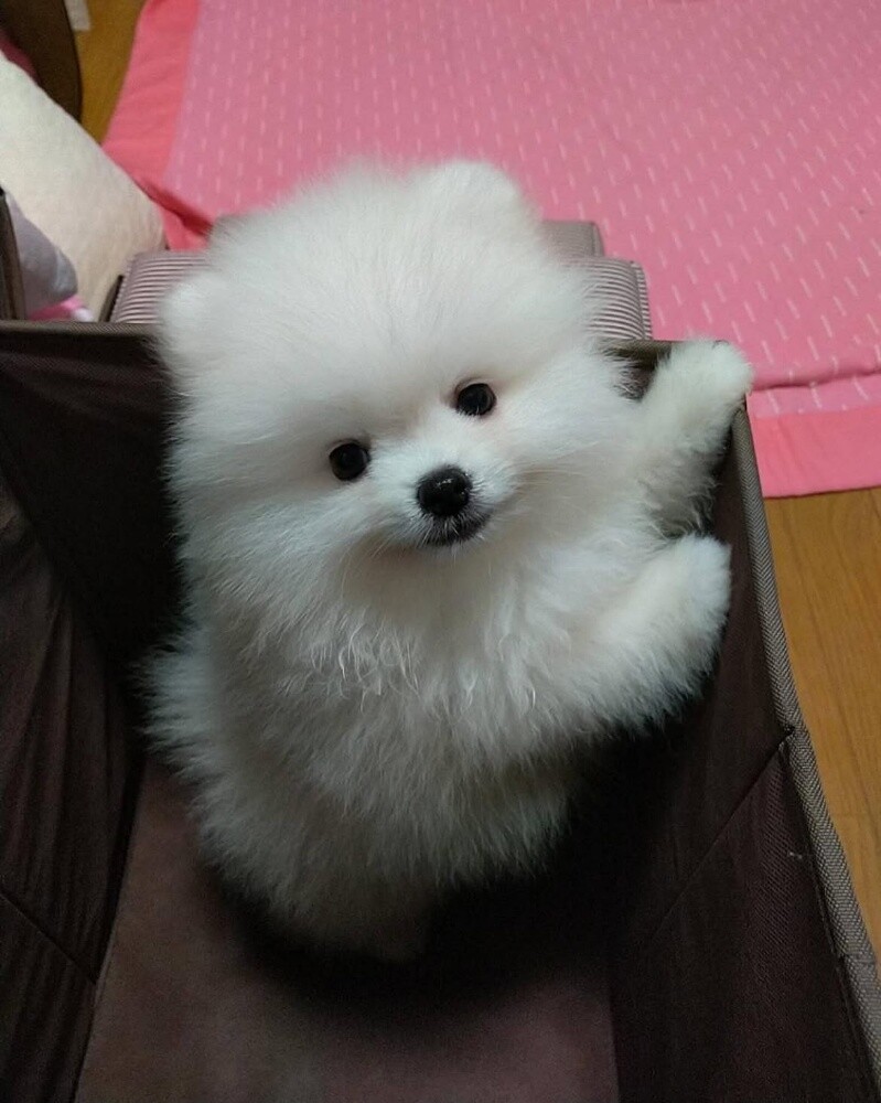 Pomeranian puppies - 1
