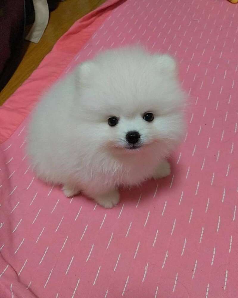 Pomeranian puppies - 2