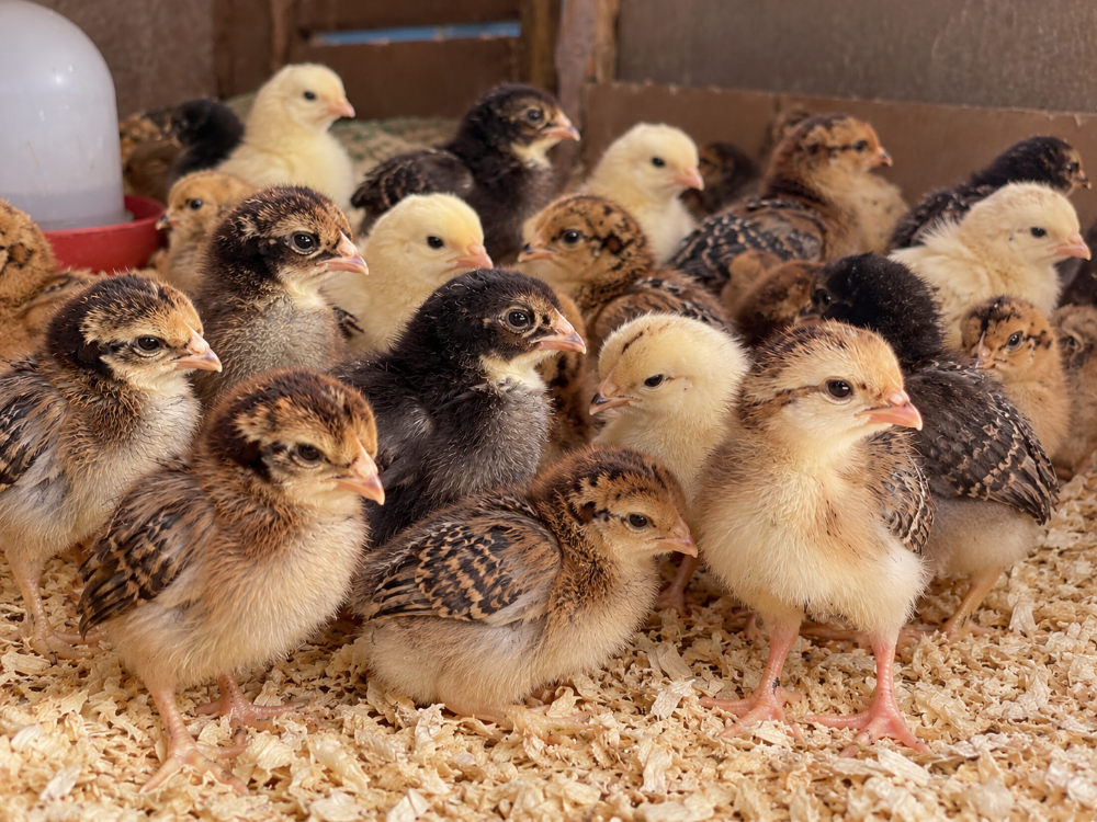 Local Baladi Chicks – Quail – Quail - 3
