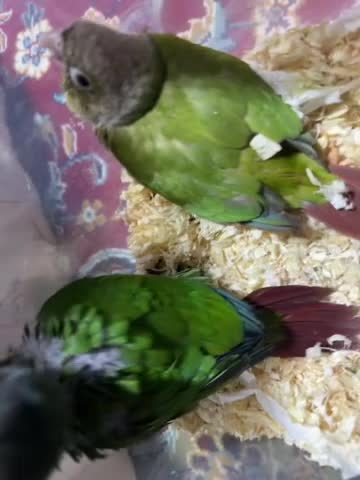 Green-Cheeked Conure  - 4