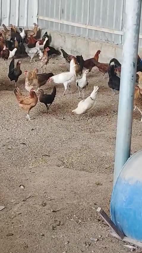 دجاج ركاك و بياض - 1