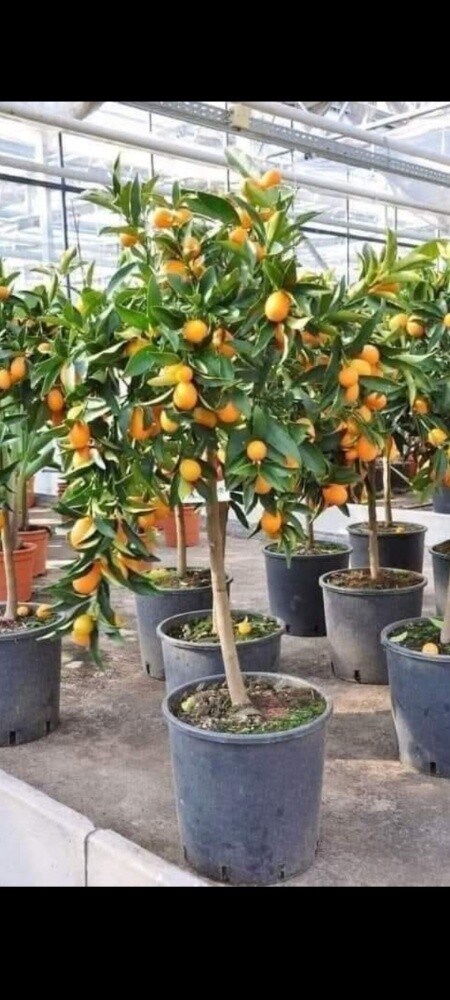 مزارع توريد شجرة الليمون - 1