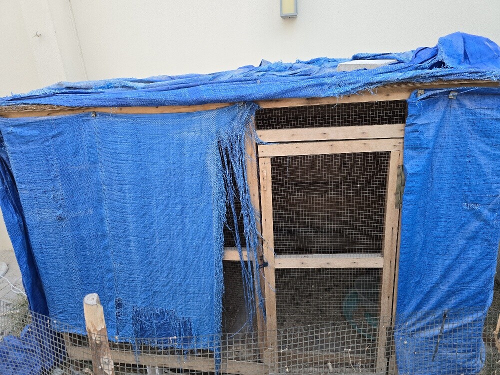 Chicken coop (cage) - 1