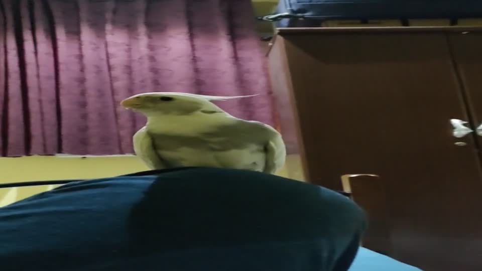 Friendly - 1