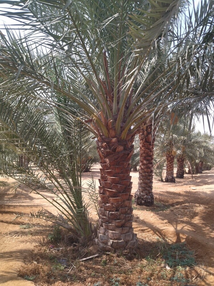 مزارع توريد وتركيب جميع انواع الن - 5