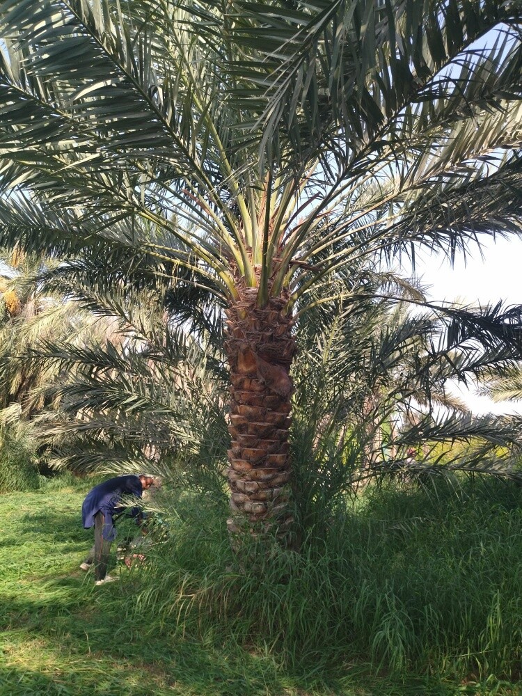 مزارع توريد وتركيب جميع انواع الن - 3