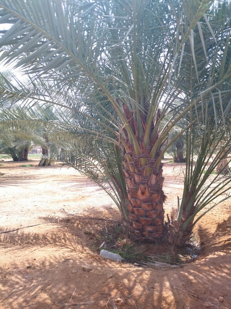 مزارع توريد وتركيب جميع انواع الن - 2