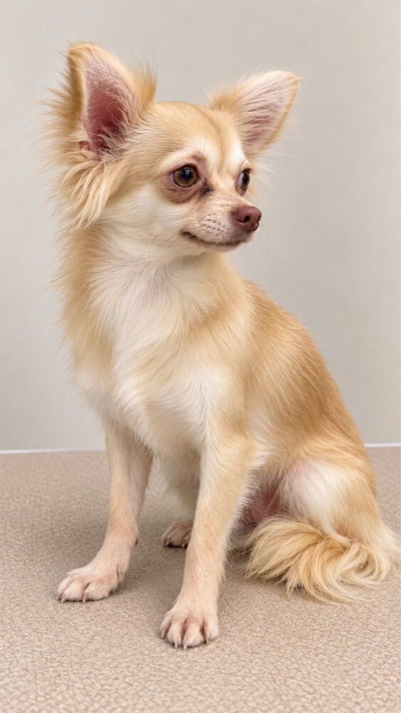 Female Chihuahua Long Hair 15 month - 1