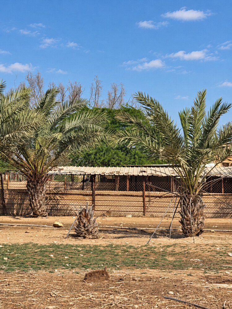 Farm For Rent Alshammari Road    - 6