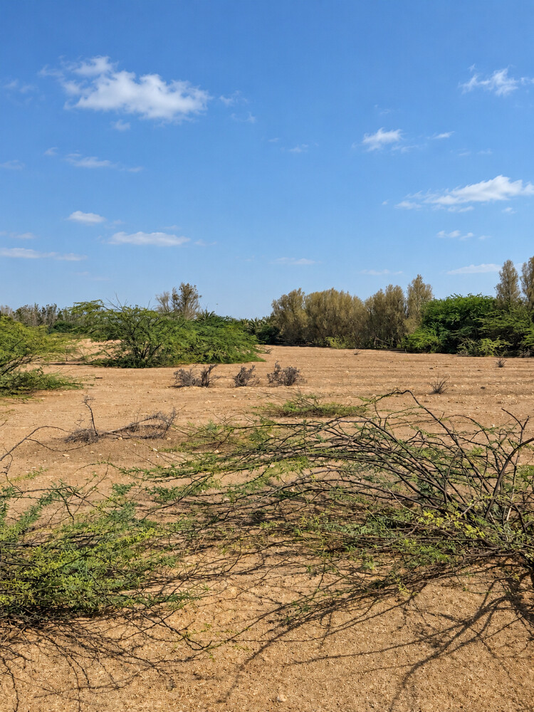 Farm For Rent Alshammari Road    - 5