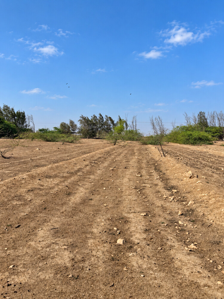 Farm For Rent Alshammari Road    - 3